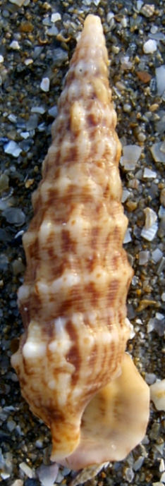 Cerithium haustellum